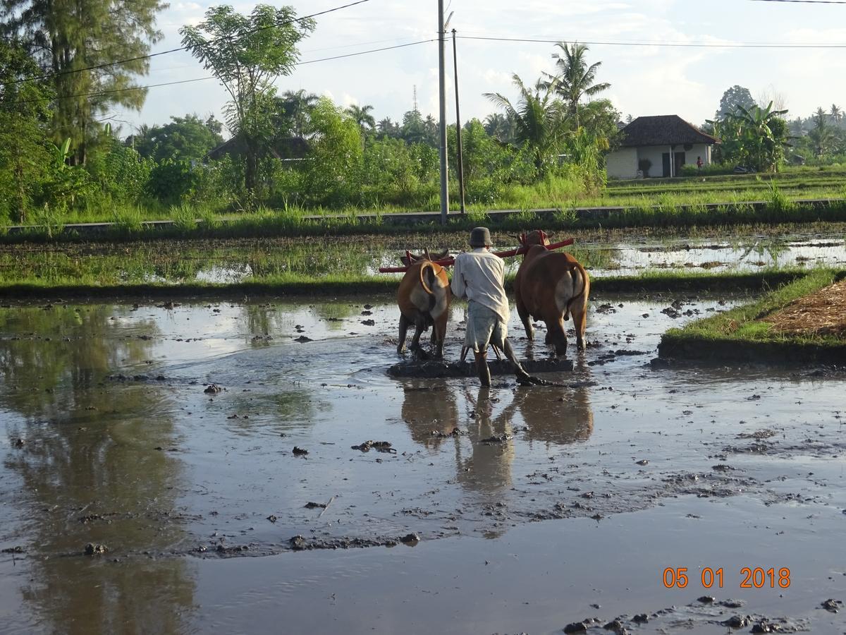 Villa Murni Lovina  Luaran gambar